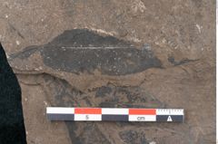 Foto (Detailansicht) von Ficus sagoriana Ettingshausen (NHMW-GEO-2024-0188-7979)